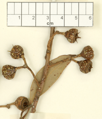 APII jpeg image of Eucalyptus balanopelex  © contact APII