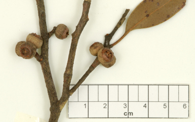 APII jpeg image of Eucalyptus bensonii  © contact APII