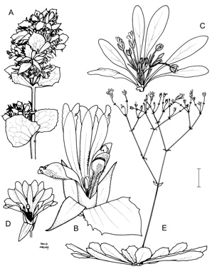 APII jpeg image of Goodenia mystrophylla,<br/>Goodenia panduriformis,<br/>Goodenia montana  © contact APII