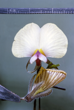 APII jpeg image of Isotropis cuneifolia  © contact APII