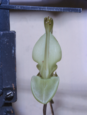 APII jpeg image of Mucuna gigantea  © contact APII