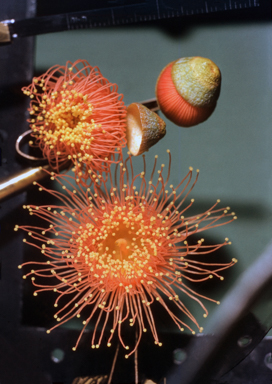 APII jpeg image of Eucalyptus caesia  © contact APII