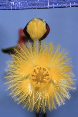 APII jpeg image of Verticordia fimbrilepis  © contact APII