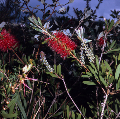 APII jpeg image of Callistemon sp.  © contact APII