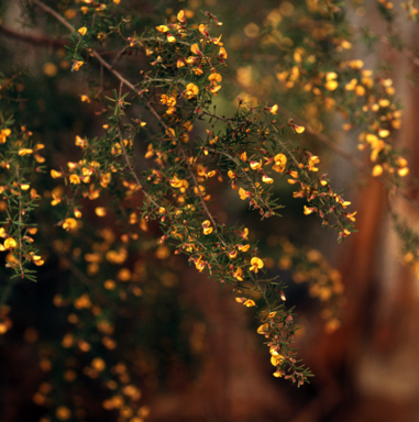 APII jpeg image of Pultenaea sp.  © contact APII