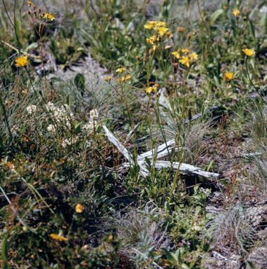 APII jpeg image of Senecio depressicola  © contact APII
