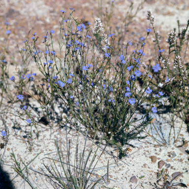 APII jpeg image of Dampiera stricta  © contact APII