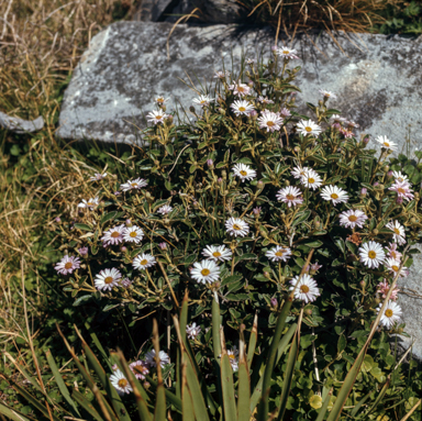 APII jpeg image of Olearia sp.  © contact APII