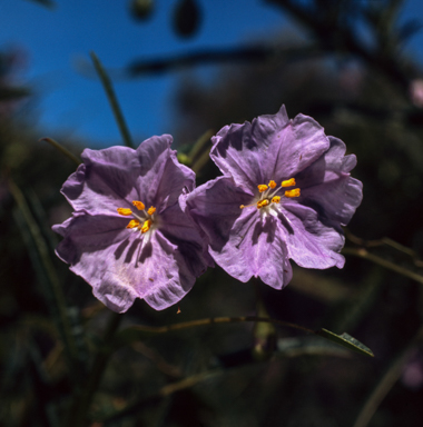 APII jpeg image of Solanum vescum  © contact APII