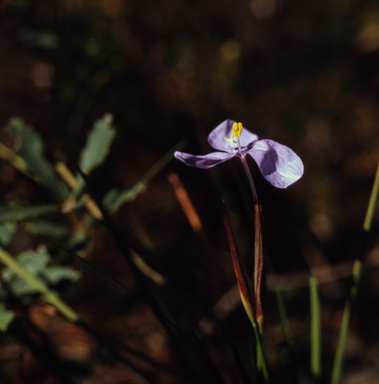 APII jpeg image of Patersonia glabrata  © contact APII