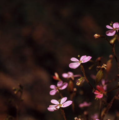 APII jpeg image of Stylidium caricifolium  © contact APII