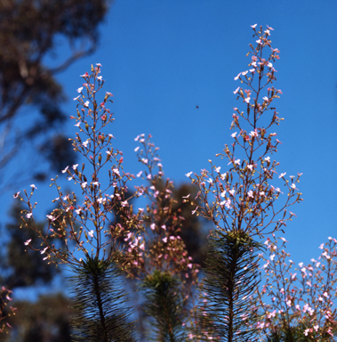 APII jpeg image of Stylidium caricifolium  © contact APII
