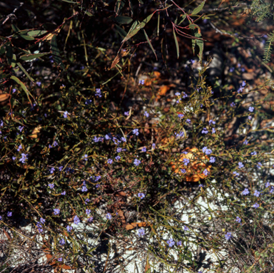APII jpeg image of Dampiera stricta  © contact APII