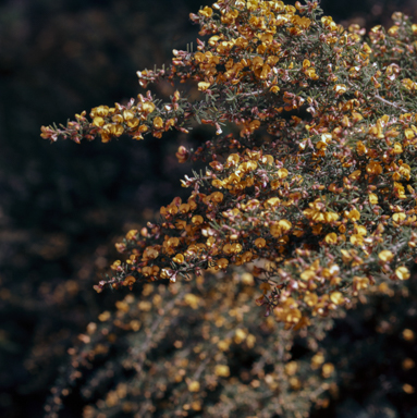 APII jpeg image of Pultenaea linophylla  © contact APII