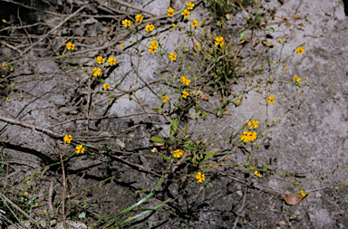 APII jpeg image of Goodenia macrophylla  © contact APII