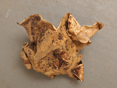 APII jpeg image of Geastrum velutinum  © contact APII