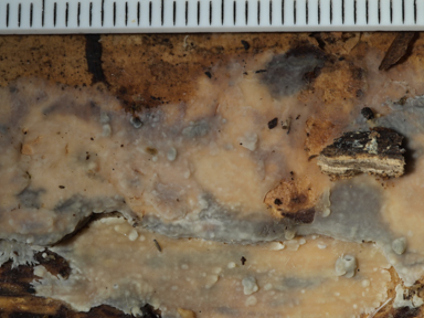 APII jpeg image of Radulomyces confluens  © contact APII