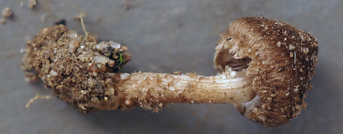 APII jpeg image of Inocybe subferruginea  © contact APII
