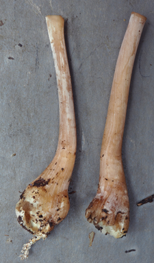 APII jpeg image of Gymnopus sp.  © contact APII