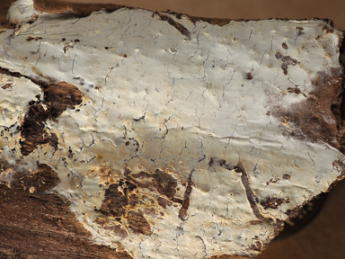 APII jpeg image of Ceraceomyces serpens  © contact APII