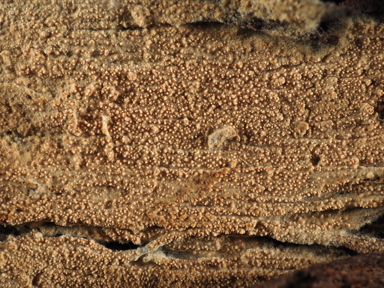 APII jpeg image of Xylodon australis  © contact APII