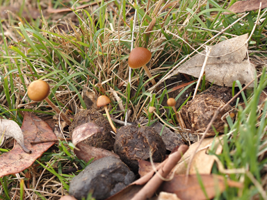 APII jpeg image of Psilocybe stercicola  © contact APII