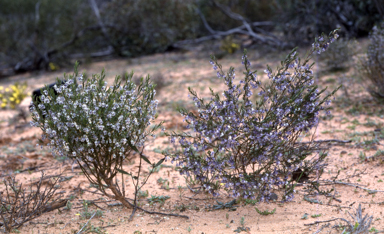 APII jpeg image of Hybanthus floribundus  © contact APII