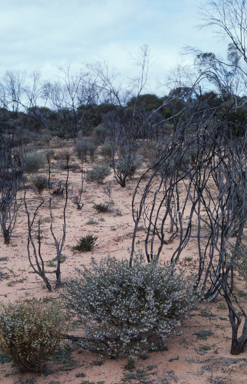 APII jpeg image of Hybanthus floribundus subsp. floribundus  © contact APII