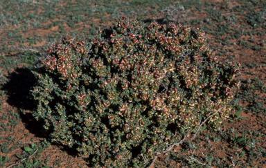 APII jpeg image of Maireana  © contact APII