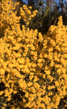 APII jpeg image of Acacia spinescens  © contact APII