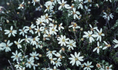 APII jpeg image of Olearia pimeleoides  © contact APII