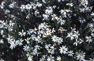 APII jpeg image of Olearia pimeleoides  © contact APII