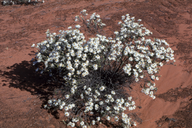 APII jpeg image of Olearia pimeleoides  © contact APII