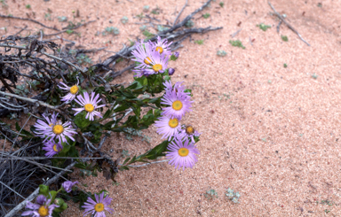 APII jpeg image of Olearia rudis  © contact APII