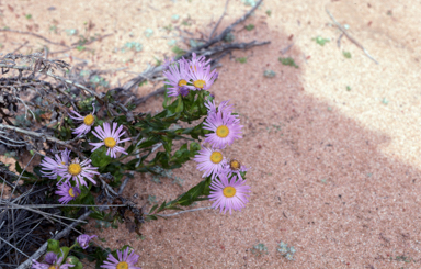 APII jpeg image of Olearia rudis  © contact APII