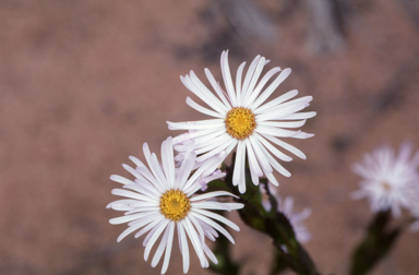 APII jpeg image of Olearia rudis  © contact APII