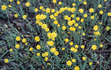 APII jpeg image of Rhodanthe polygalifolia  © contact APII
