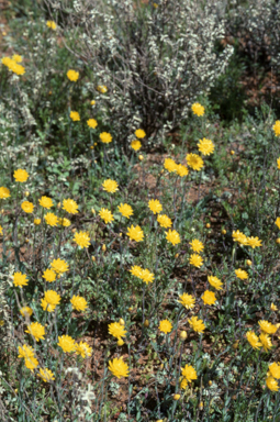 APII jpeg image of Rhodanthe polygalifolia  © contact APII