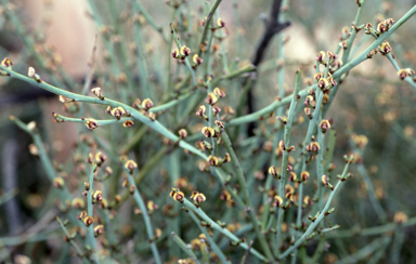 APII jpeg image of Templetonia sulcata  © contact APII