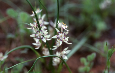 APII jpeg image of Wurmbea dioica  © contact APII