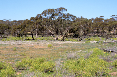 APII jpeg image of Roepera apiculata  © contact APII