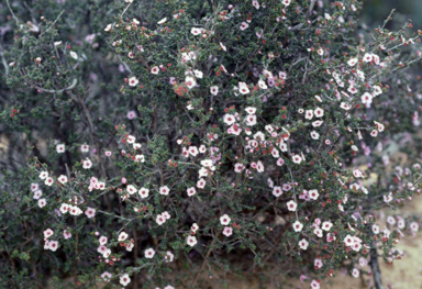 APII jpeg image of Baeckea crassifolia  © contact APII