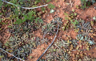 APII jpeg image of Calandrinia calyptrata  © contact APII