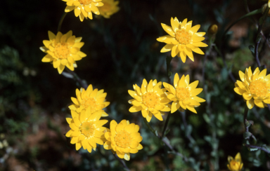 APII jpeg image of Rhodanthe polygalifolium  © contact APII