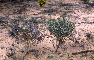 APII jpeg image of Hybanthus floribundus  © contact APII