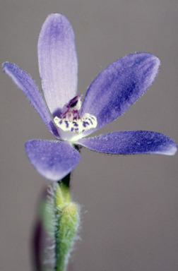 APII jpeg image of Caladenia gemmata  © contact APII