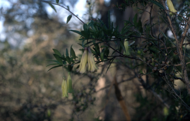 APII jpeg image of Billardiera longiflora complex  © contact APII