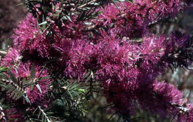 APII jpeg image of Grevillea wilsonii  © contact APII