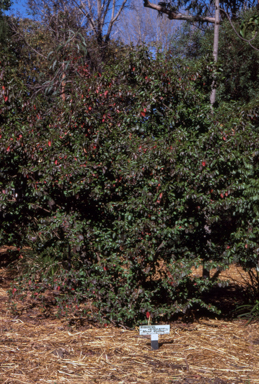 APII jpeg image of Hibiscus insularis  © contact APII