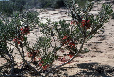 APII jpeg image of Calothamnus chrysantherus  © contact APII